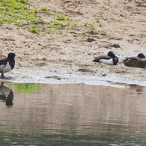 Wild Tufted ducks  (Aythya fuligula), 2022-06-12