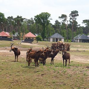 Black sable antelopes (Hippotragus niger niger), 2022-06-12
