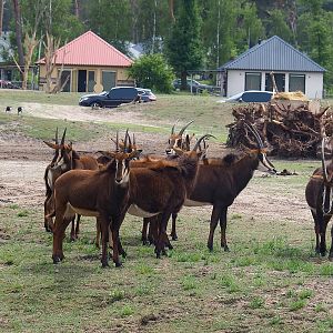 Black sable antelopes (Hippotragus niger niger), 2022-06-12