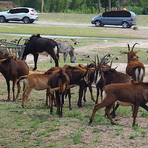 Black sable antelope (Hippotragus niger niger), 2022-06-12