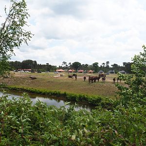 Rothschild's giraffe, Grévy's zebra and Black sable antelope plains, 2022-06-12