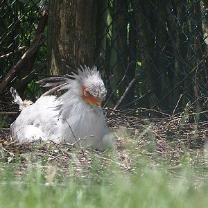 Secretary bird (Sagittarius serpentarius) on nest, 2022-06-12