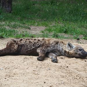 Spotted hyena (Crocuta crocuta), 2022-06-12