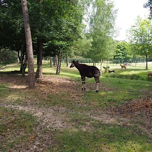 Okapi and female nyala paddock, 2022-06-12