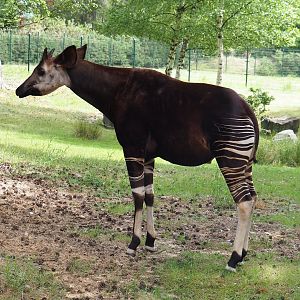 Okapi (Okapia johnstoni), 2022-06-12