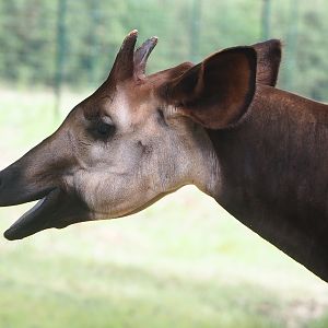 Okapi (Okapia johnstoni), 2022-06-12