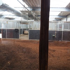 Okapi indoor housing, 2022-06-12