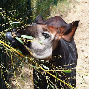 Okapi (Okapia johnstoni) feeding on bamboo leaves, 2022-06-12