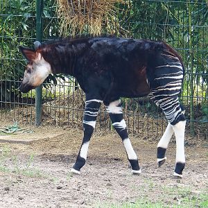Okapi (Okapia johnstoni) calf, 2022-06-12