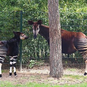 Okapi (Okapia johnstoni) mother and calf, 2022-06-12