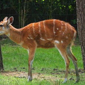 Western sitatunga (Tragelaphus spekii gratus), 2022-06-12
