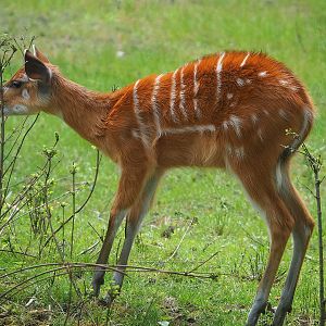 Western sitatunga (Tragelaphus spekii gratus), 2022-06-12