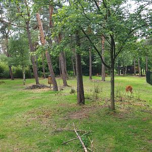 Okapi and female Western sitatunga paddock, 2022-06-12