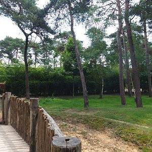 Okapi and female Western sitatunga paddock, 2022-06-12