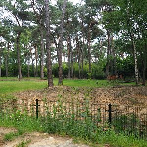 Okapi and female Western sitatunga paddock, 2022-06-12