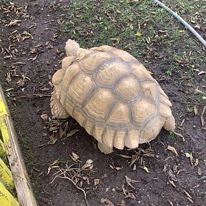 Oct. 2021- Sulcata tortoise