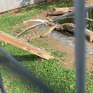 Oct. 2021- Nile crocodile