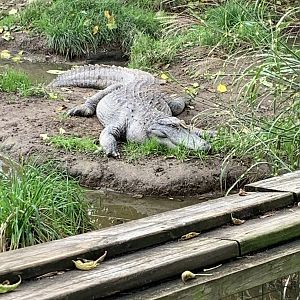 Oct. 2021- American alligator