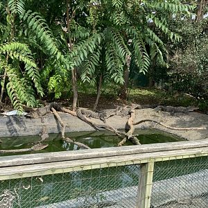 Oct. 2021- American alligators