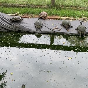 Oct. 2021- Sulcata tortoise and various other turtles