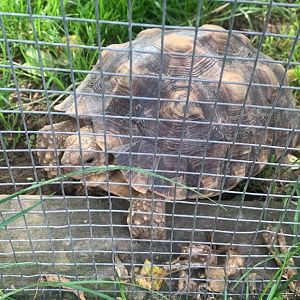 Oct. 2021- Sulcata tortoise