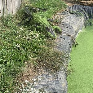 Oct. 2021- American alligator