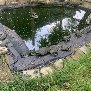 Oct. 2021- Various turtles