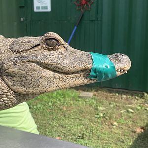 Oct. 2021- American alligator