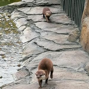 Otters