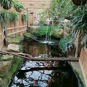 Tropical House pond