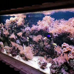 Marine aquarium