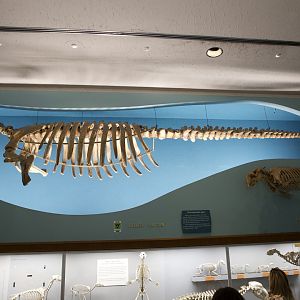 Skeleton of Steller's Sea Cow/Hydrodamalis gigas and Dugong/ Dugong dugon
