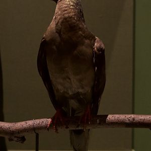 The last Passenger Pigeon/ Ectopistes migratorius, Martha