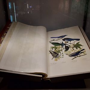 Birds of America by John J. Audubon