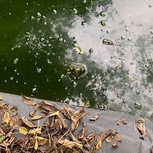 Oct. 2021- Alligator snapping turtle