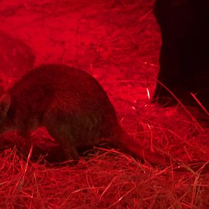 Woylie/ Bettongia penicillata