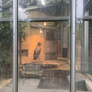 Indoor Shoebill Viewing