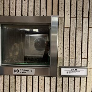 Small Japanese Field Mouse Exhibit