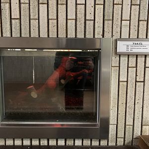 Large Japanese Field Mouse Exhibit