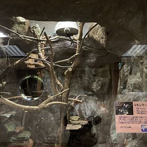 Common Marmoset Exhibit