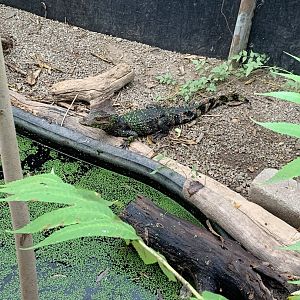 Oct. 2021- Cuvier’s dwarf caiman