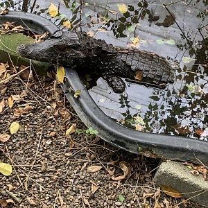 Oct. 2021- Cuvier’s dwarf caiman