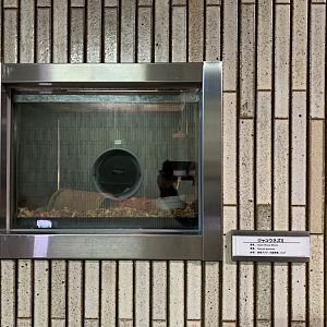 Asian House Shrew Exhibit