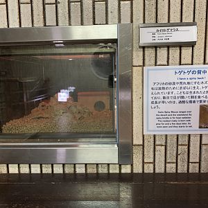 Cairo Spiny Mouse Exhibit