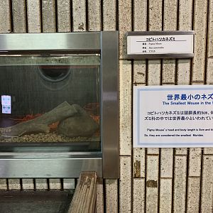 Pygmy Mouse Exhibit