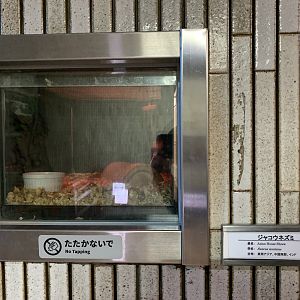 Asian House Shrew Exhibit