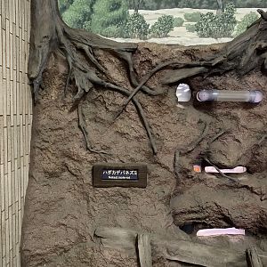 Naked Mole-rat Exhibit