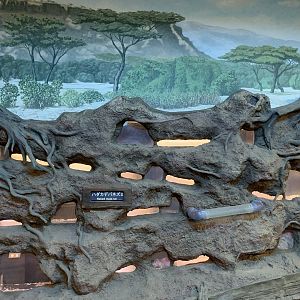 Naked Mole-rat Exhibit