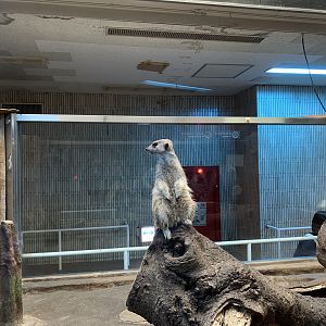 Meerkat