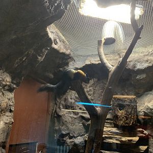 Prevost’s Squirrel